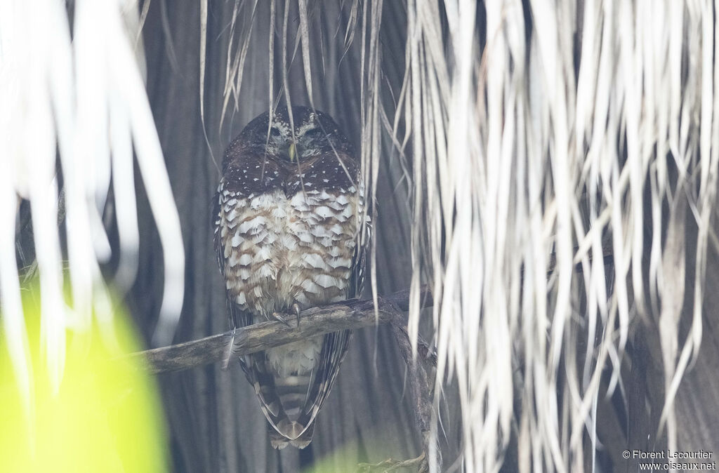 African Wood Owl