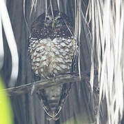 African Wood Owl