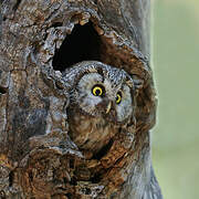 Boreal Owl