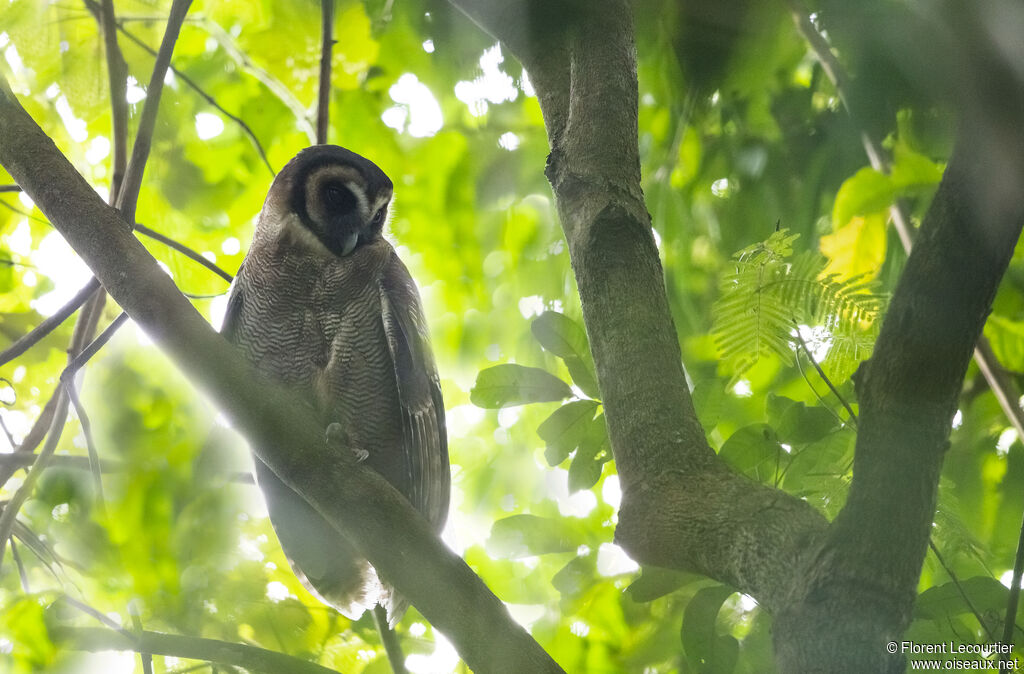 Brown Wood Owl