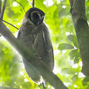 Brown Wood Owl