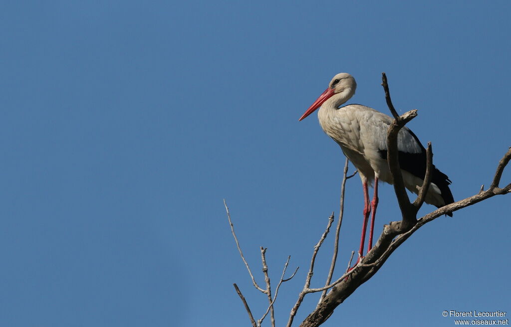 Cigogne blanche