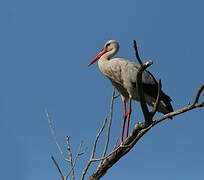 White Stork