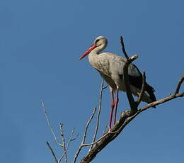 Cigogne blanche