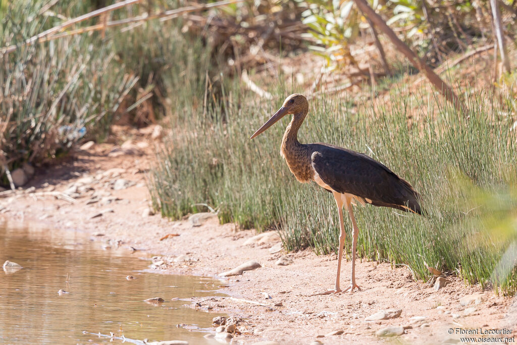 Cigogne noire