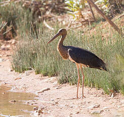 Cigogne noire