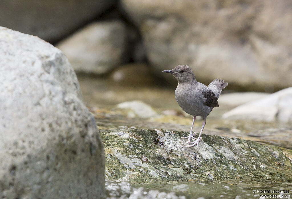 American Dipper