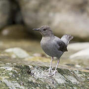 American Dipper