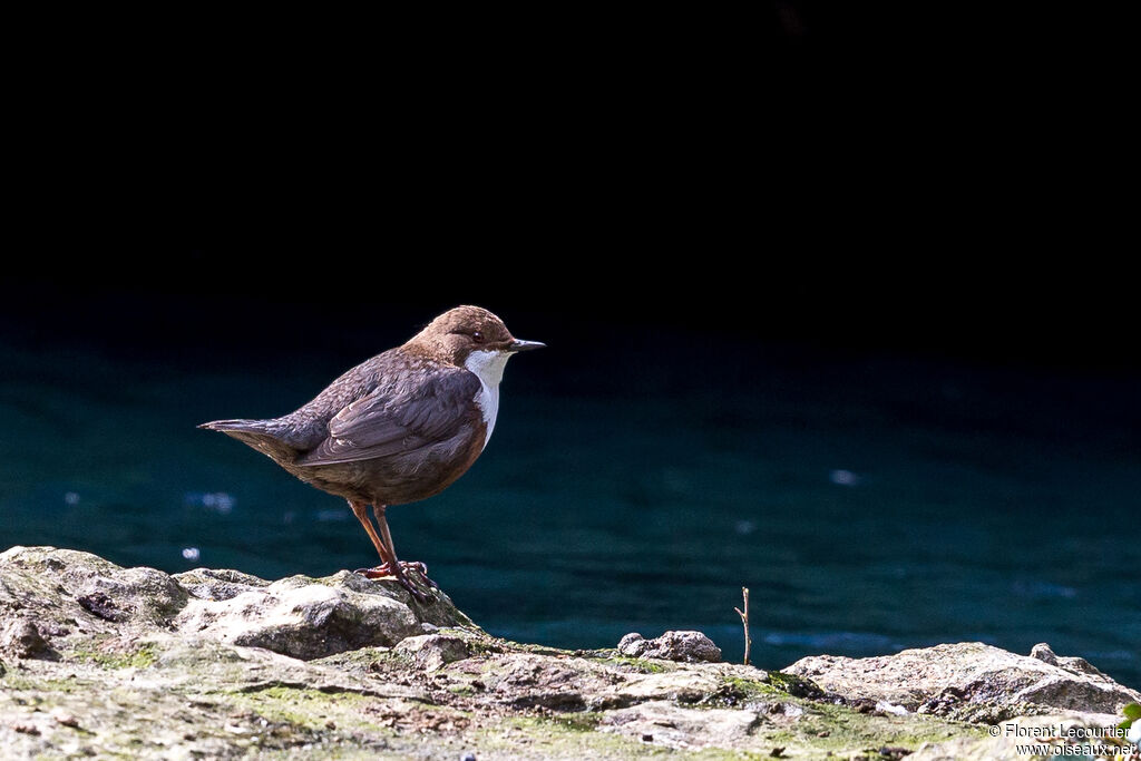 White-throated Dipper