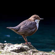 White-throated Dipper