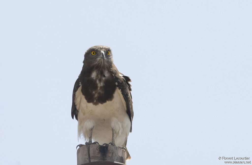 Black-chested Snake Eagle