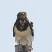 Black-chested Snake Eagle