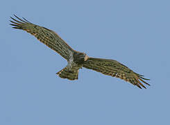 Short-toed Snake Eagle