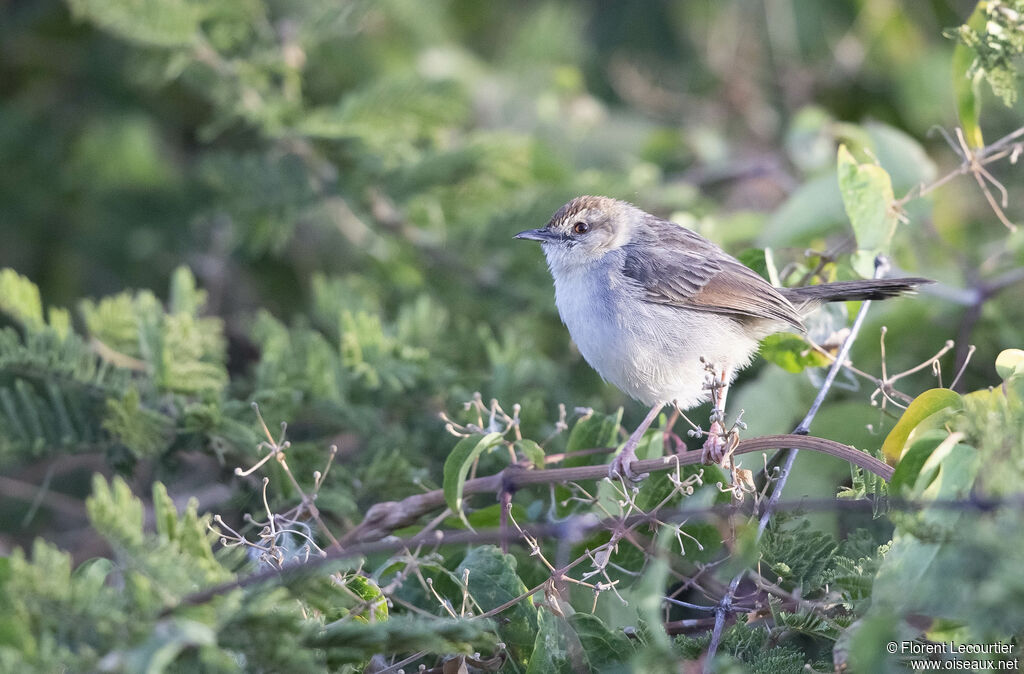 Singing Cisticola