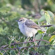 Singing Cisticola