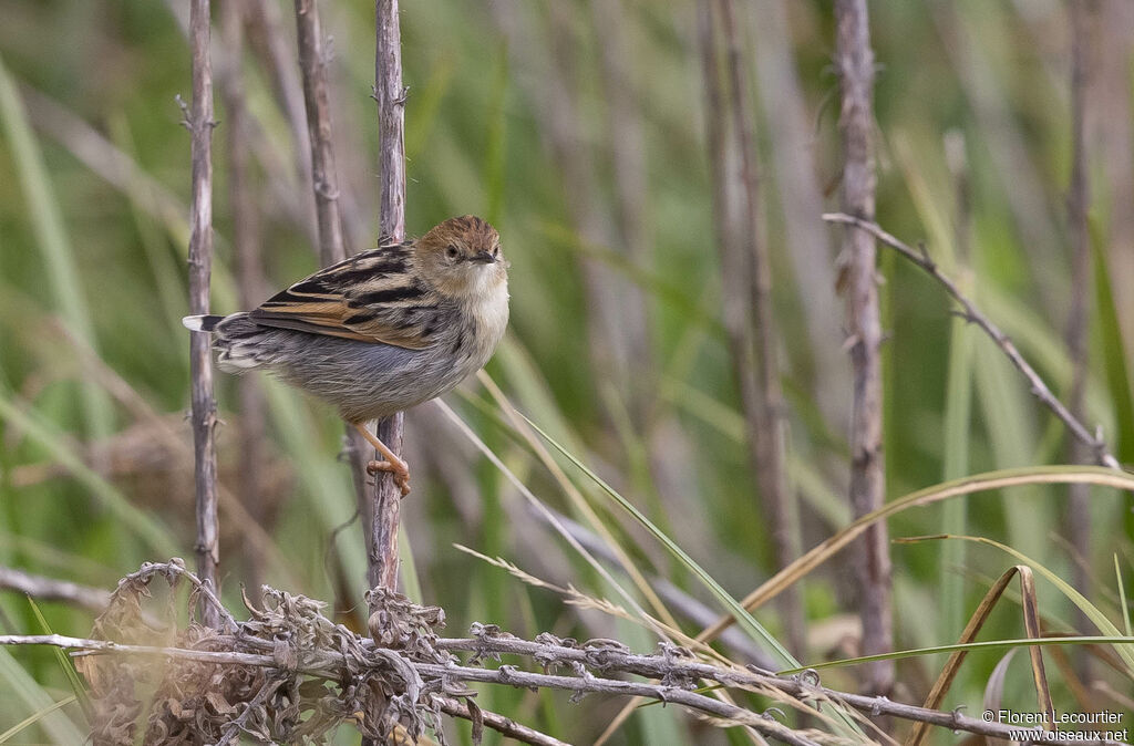 Ethiopian Cisticola