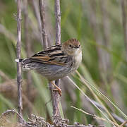 Ethiopian Cisticola