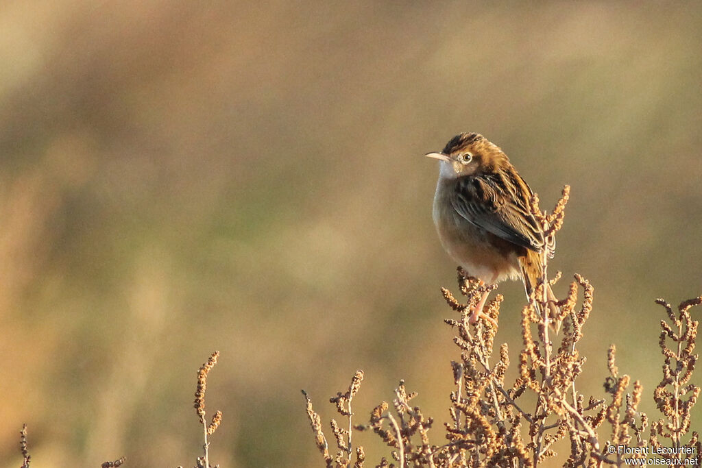 Zitting Cisticola