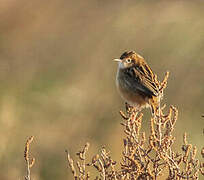 Zitting Cisticola