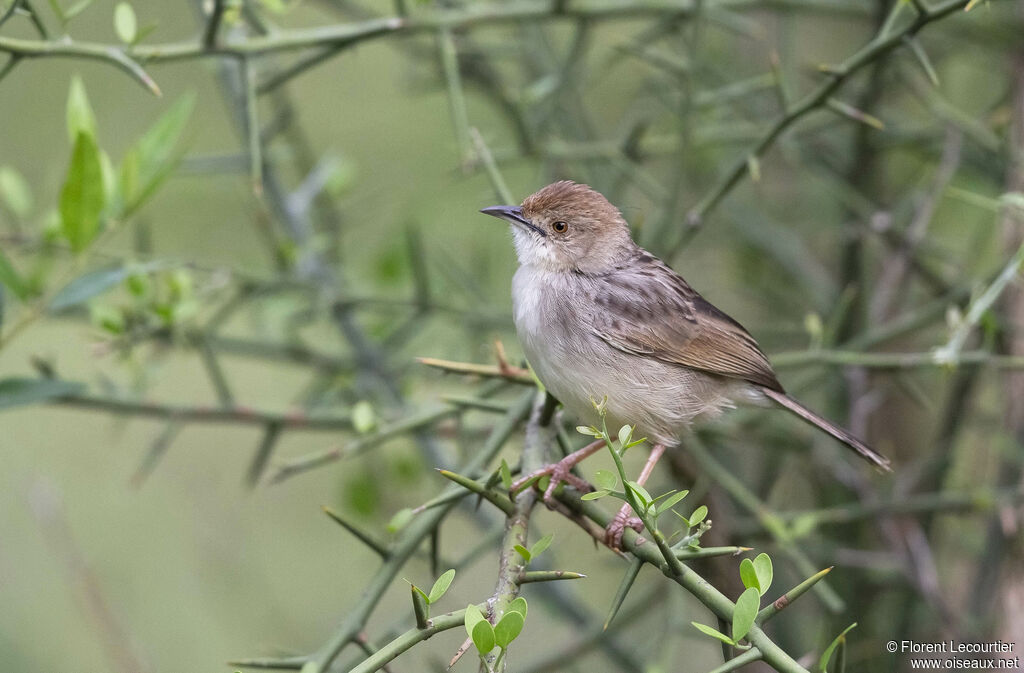 Rattling Cisticola