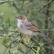 Rattling Cisticola