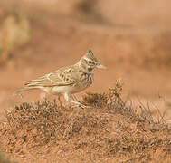 Maghreb Lark