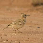 Maghreb Lark