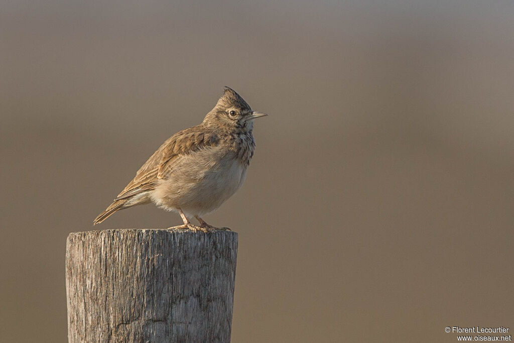 Cochevis huppé