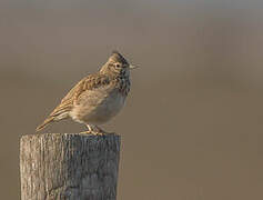 Cochevis huppé