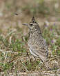 Cochevis huppé