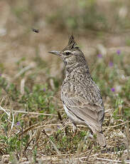 Cochevis huppé