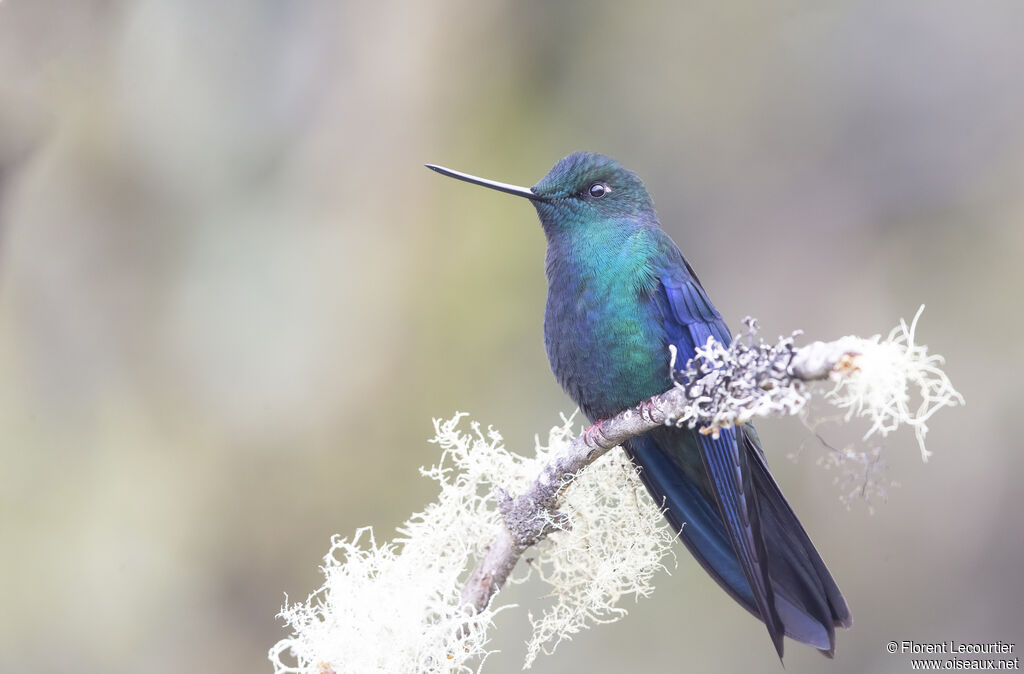 Colibri à ailes saphir