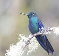 Colibri à ailes saphir