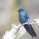 Colibri à ailes saphir