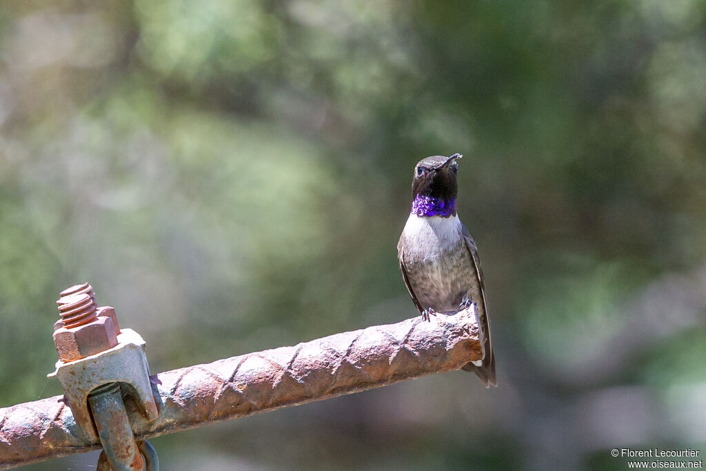 Colibri à gorge noire mâle adulte nuptial