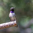 Colibri à gorge noire