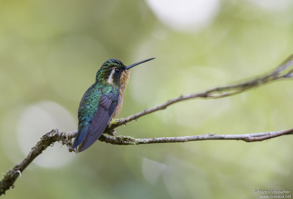 Purple-throated Mountaingem female