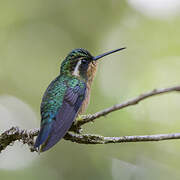 Purple-throated Mountaingem