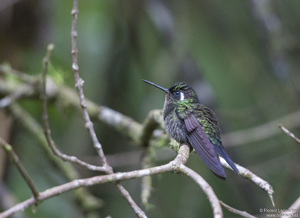 Purple-throated Mountaingem male