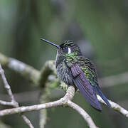 Purple-throated Mountaingem