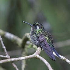 Colibri à gorge pourprée