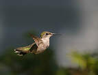 Colibri à gorge rubis