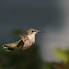 Colibri à gorge rubis