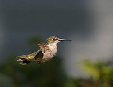 Ruby-throated Hummingbird