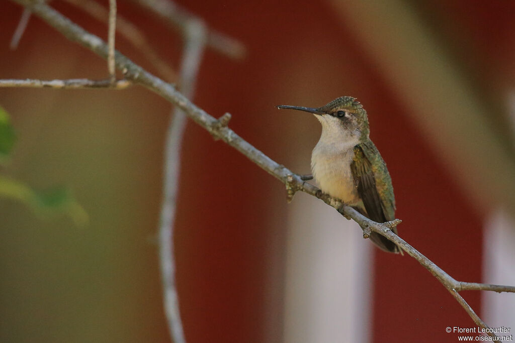 Colibri à gorge rubis