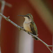 Ruby-throated Hummingbird