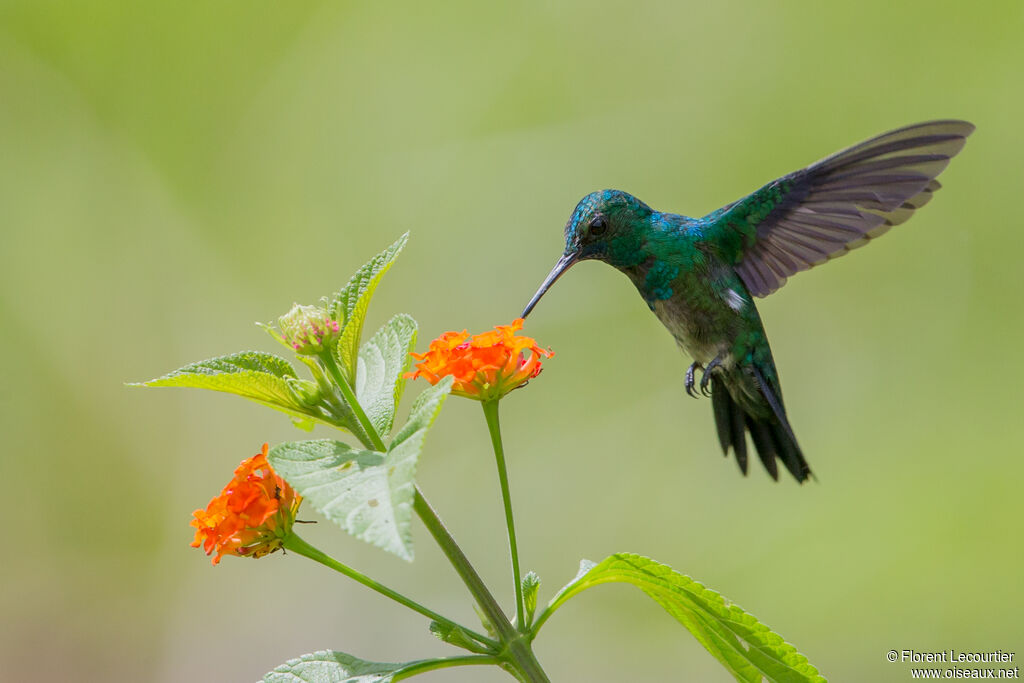 Colibri à menton bleu