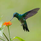 Colibri à menton bleu
