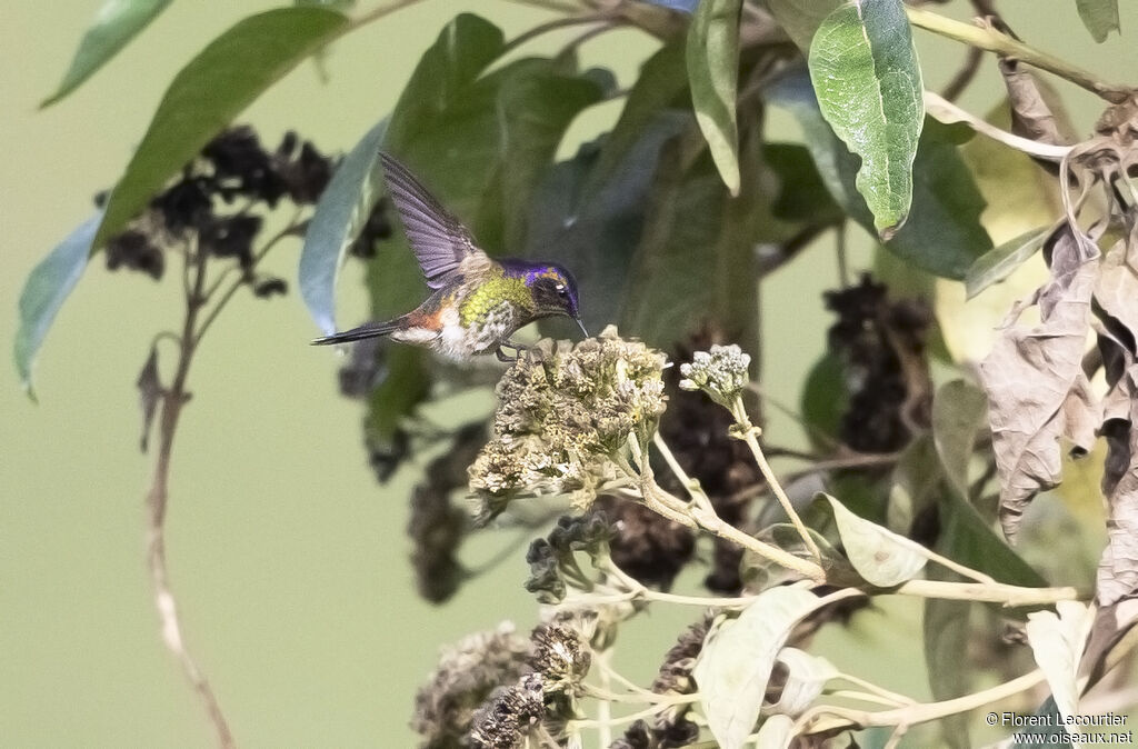 Purple-backed Thornbill male immature