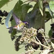 Colibri à petit bec